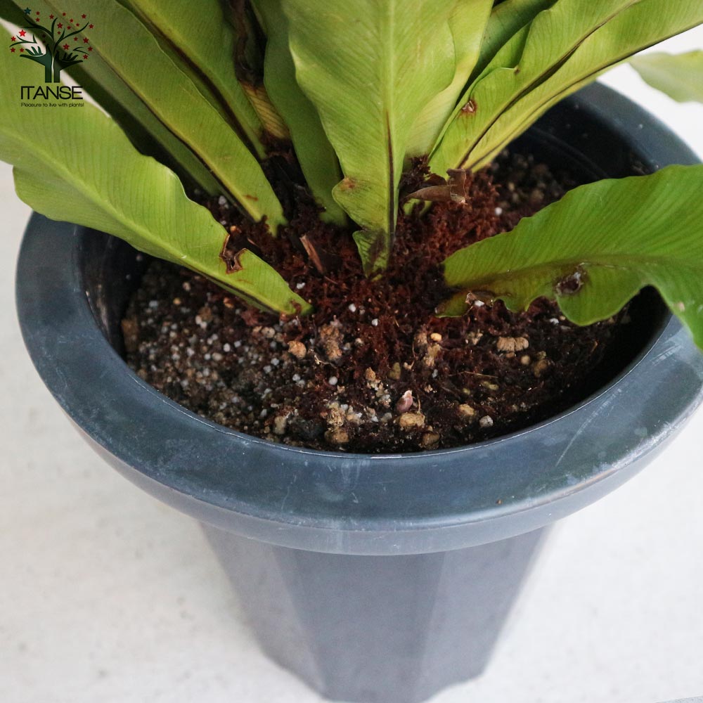 オオタニワタリ(大谷渡) 【観葉植物 8号鉢 リビングやオフィスに置き