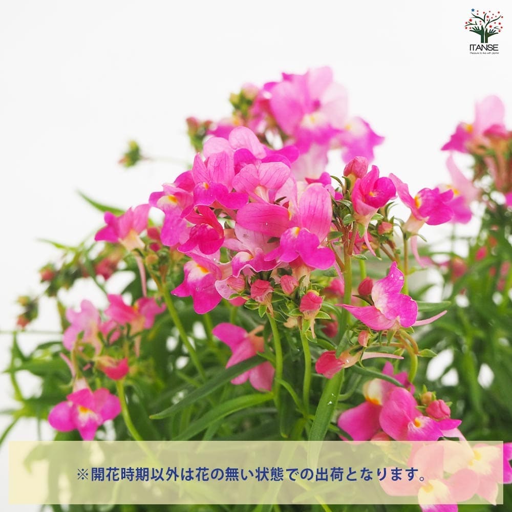 リナリア フィリア ピンク 【花苗 3.5号】｜ 【植物のITANSE