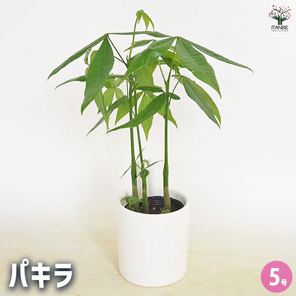 パキラ 陶器鉢(円柱) 【観葉植物 5号／1個売り】｜ 【植物の