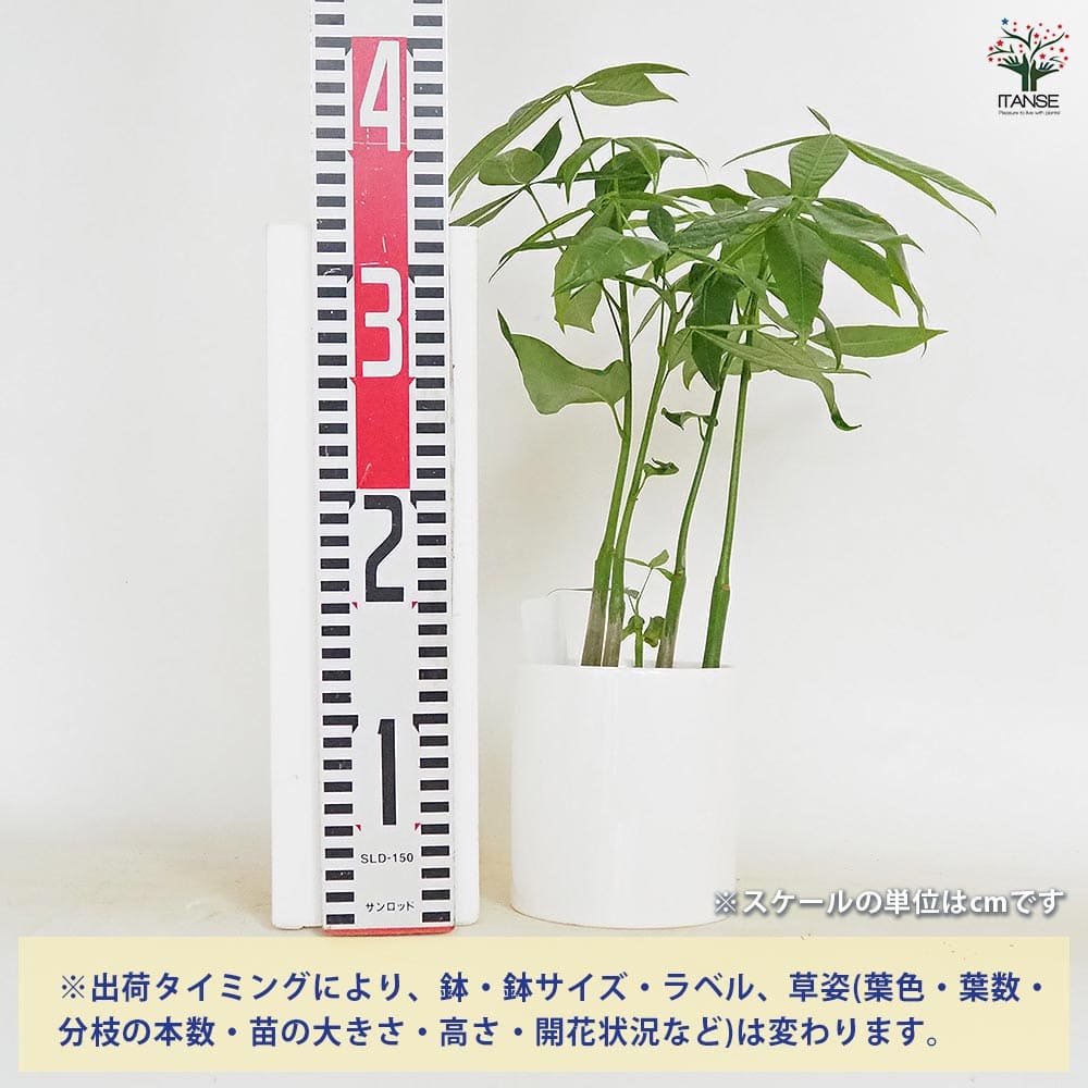 パキラ 陶器鉢(円柱) 【観葉植物 5号／1個売り】