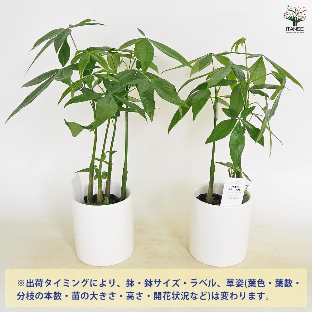 パキラ 陶器鉢(円柱) 【観葉植物 5号／1個売り】｜ 【植物の