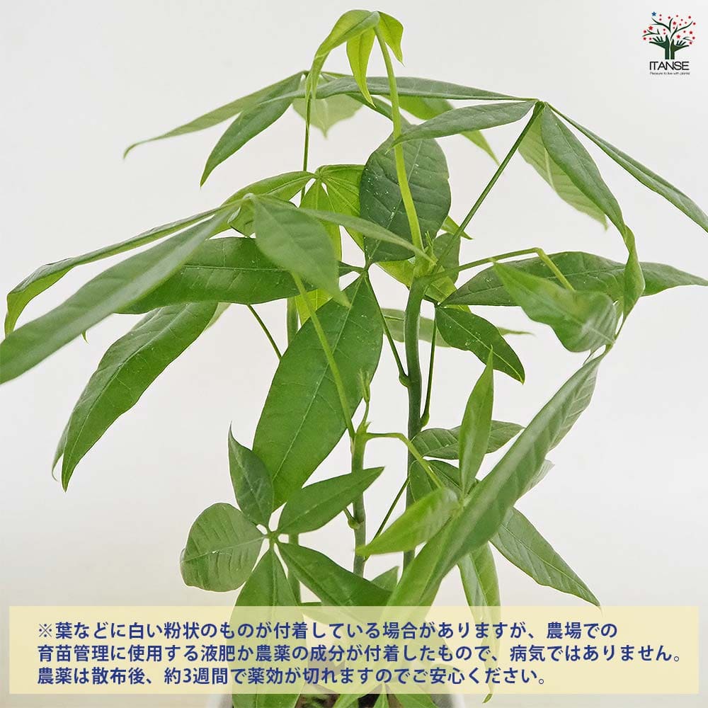パキラ 陶器鉢(円柱) 【観葉植物 5号／1個売り】