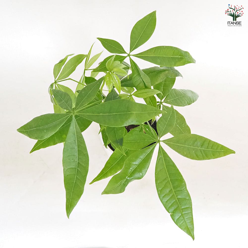 パキラ 陶器鉢(円柱) 【観葉植物 5号／1個売り】｜ 【植物の