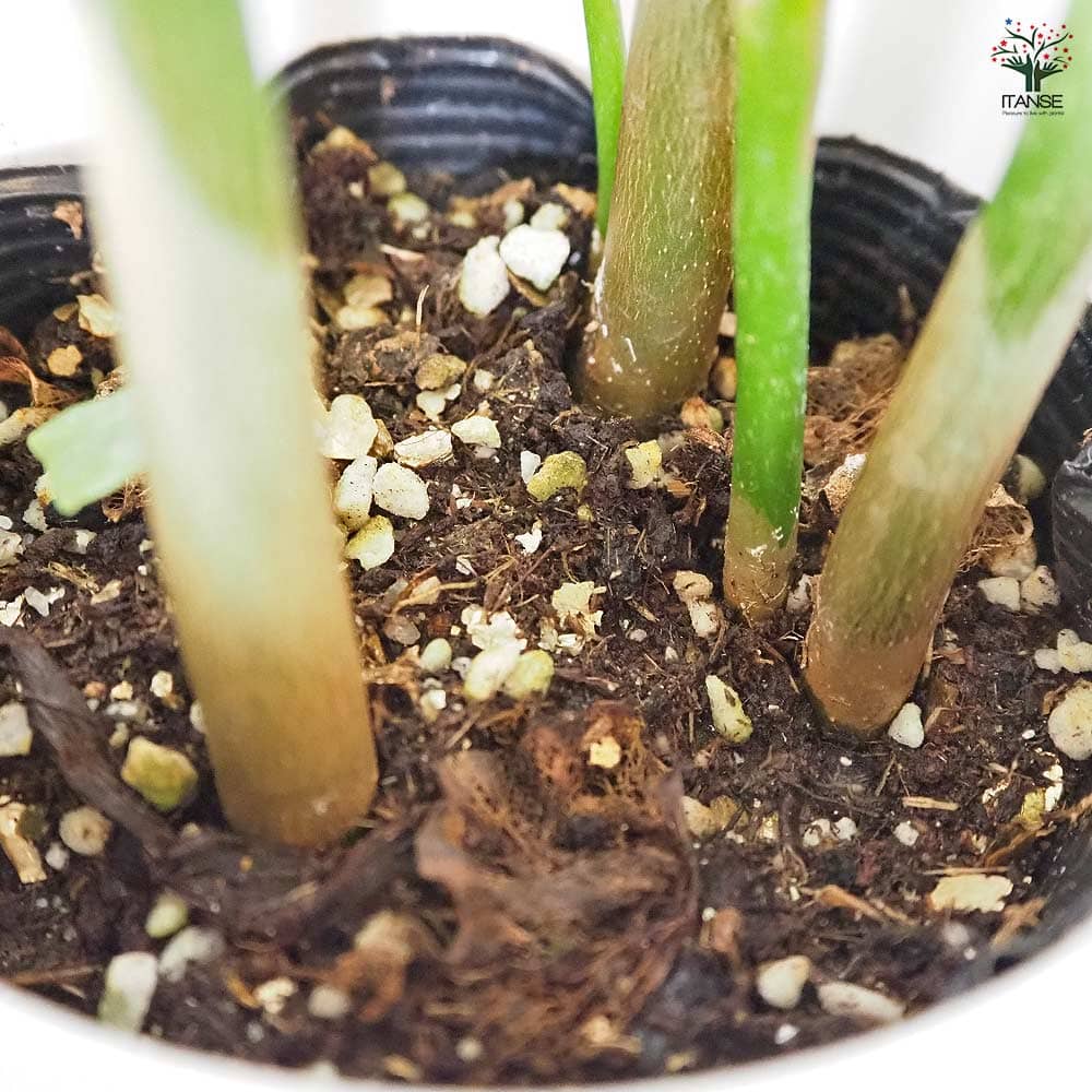 パキラ 陶器鉢(円柱) 【観葉植物 5号／1個売り】