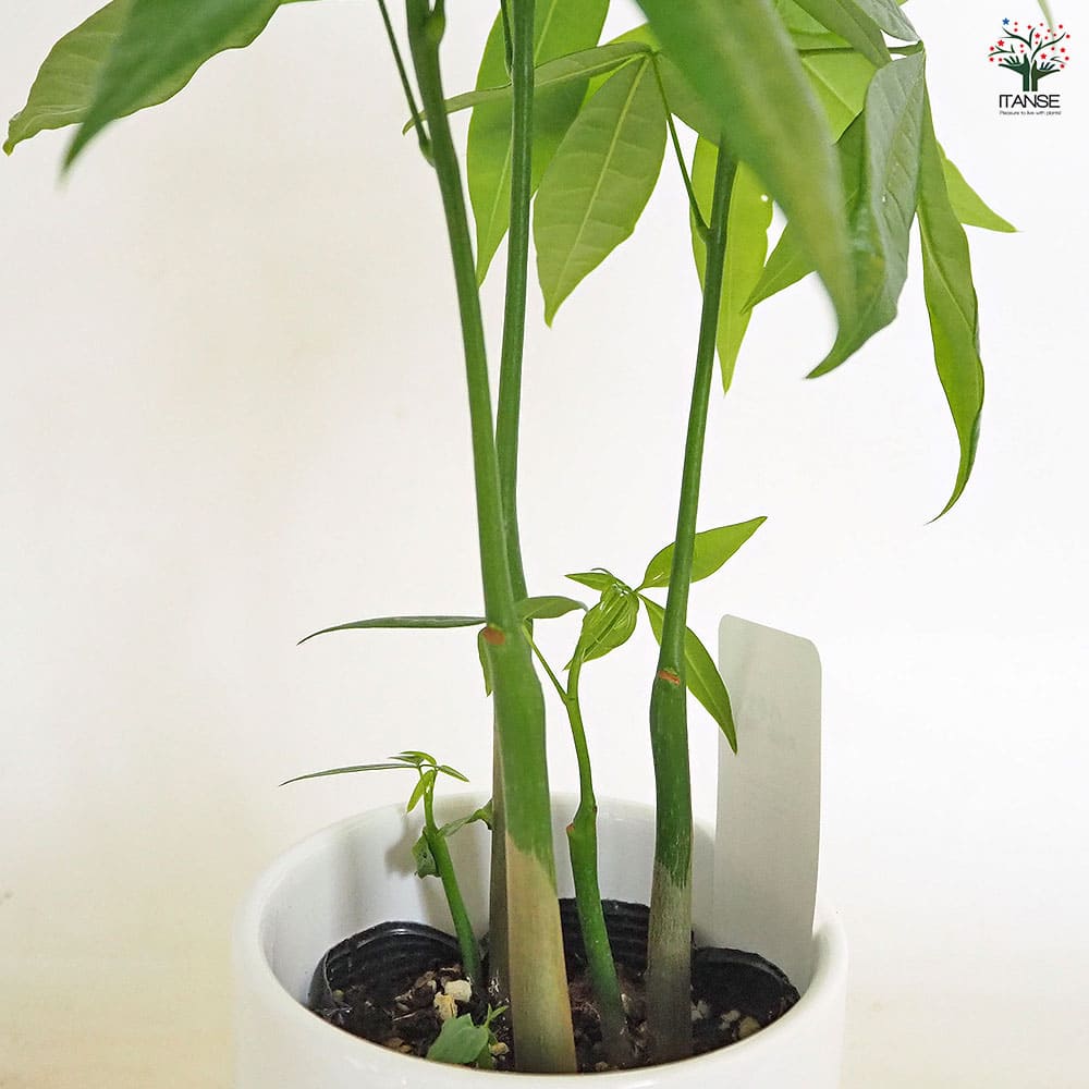 パキラ 陶器鉢(円柱) 【観葉植物 5号／1個売り】｜ 【植物の