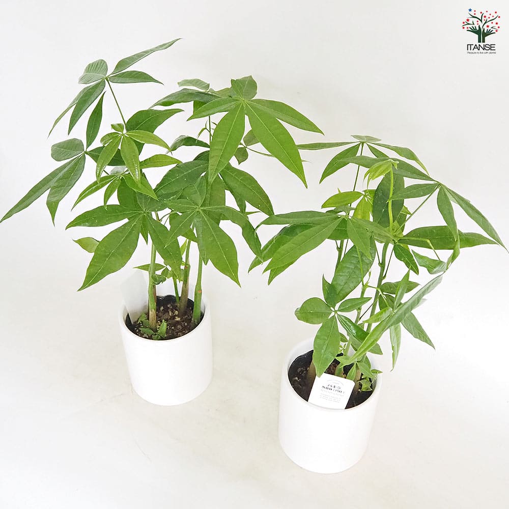 パキラ 陶器鉢(円柱) 【観葉植物 5号／1個売り】
