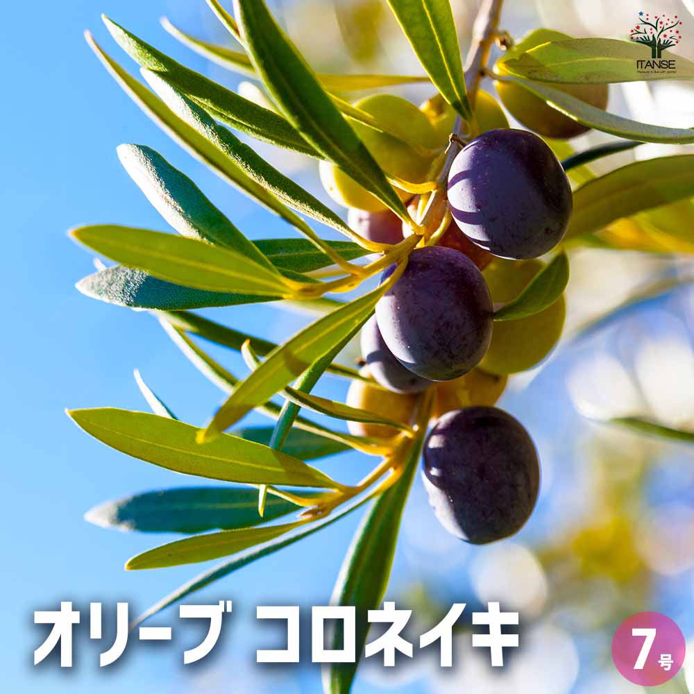 オリーブ コロネイキ 【果樹の苗木 7号／1個売り】｜ 【植物の