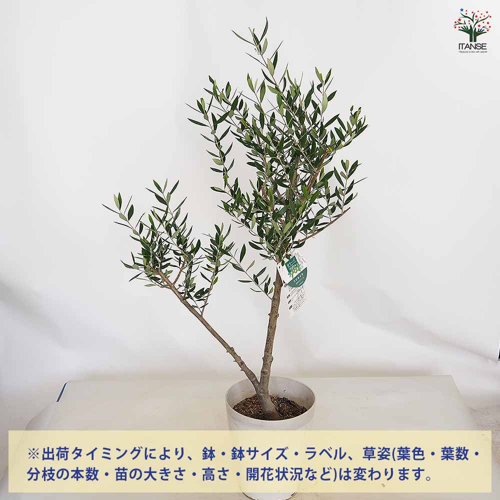 オリーブ コロネイキ 【果樹の苗木 7号／1個売り】｜ 【植物の