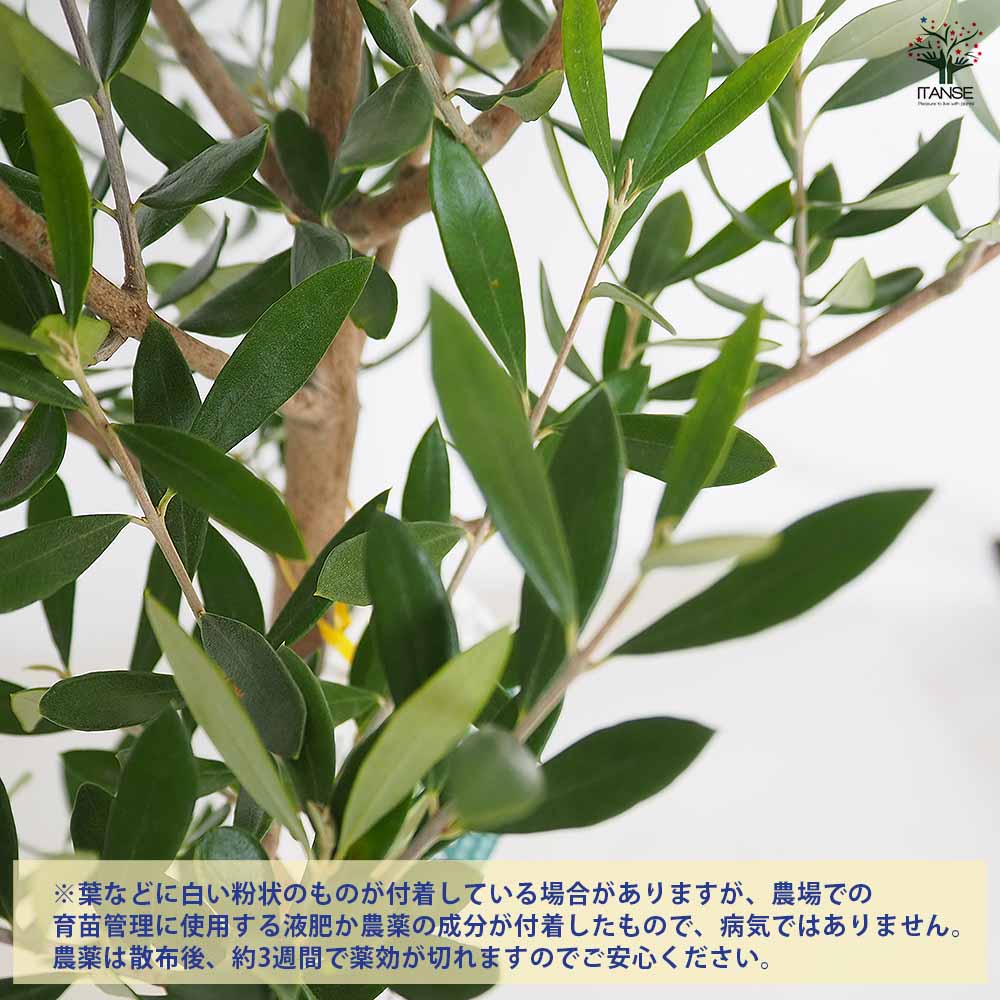 オリーブ コロネイキ 【果樹の苗木 7号／1個売り】｜ 【植物の