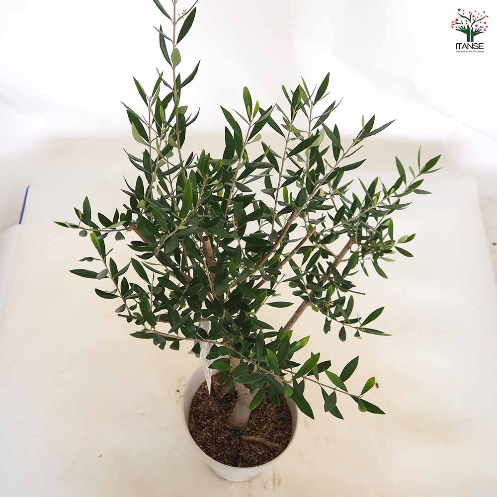 オリーブの木　コロネイキ　7号　約110cm　NO.505　一点物 オリーブ：コロネイキ 7号鉢植え の通販 | 園芸ネット