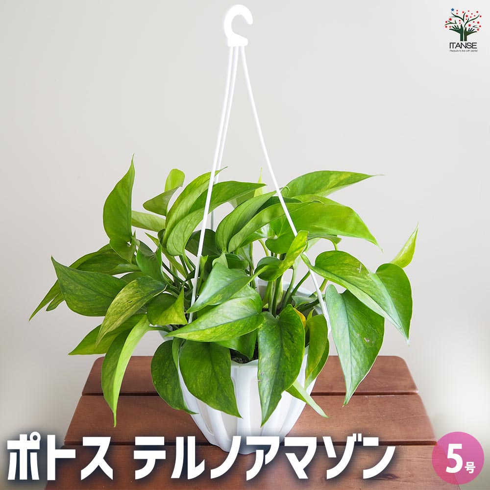 ポトス テルノアマゾン 吊鉢【観葉植物 5号/1個売り】