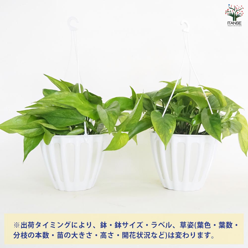 ポトス テルノアマゾン 吊鉢【観葉植物 5号/1個売り】