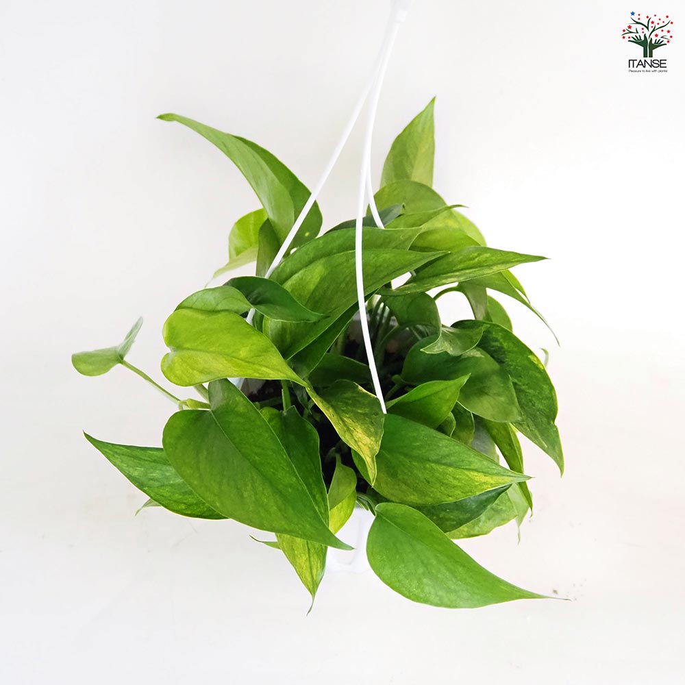 ポトス テルノアマゾン 吊鉢【観葉植物 5号/1個売り】