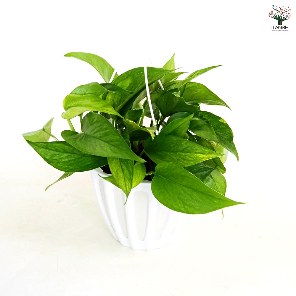 ポトス テルノアマゾン 吊鉢【観葉植物 5号/1個売り】