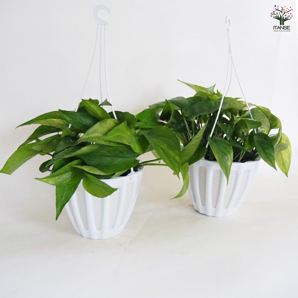 ポトス テルノアマゾン 吊鉢【観葉植物 5号/1個売り】