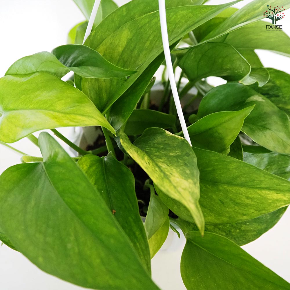 ポトス テルノアマゾン 吊鉢【観葉植物 5号/1個売り】