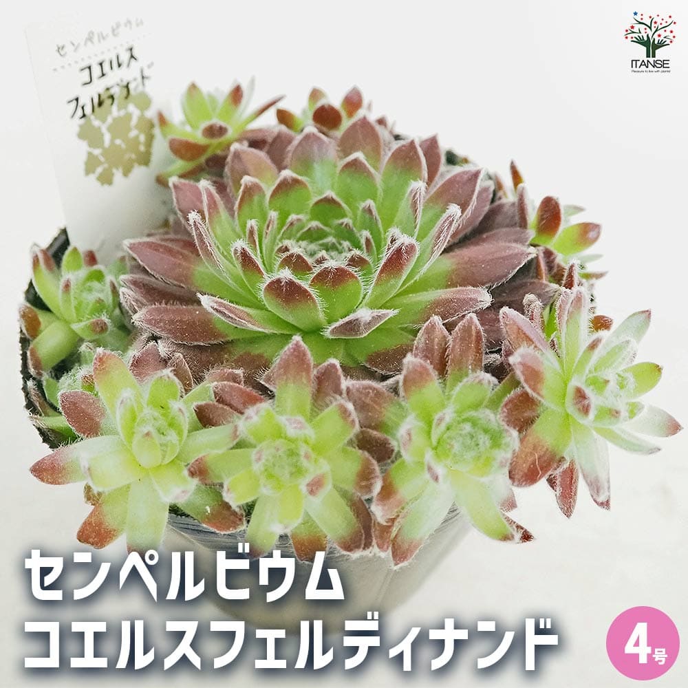 センペルビウム コエルスフェルディナンド 【多肉植物 4号／1個売り