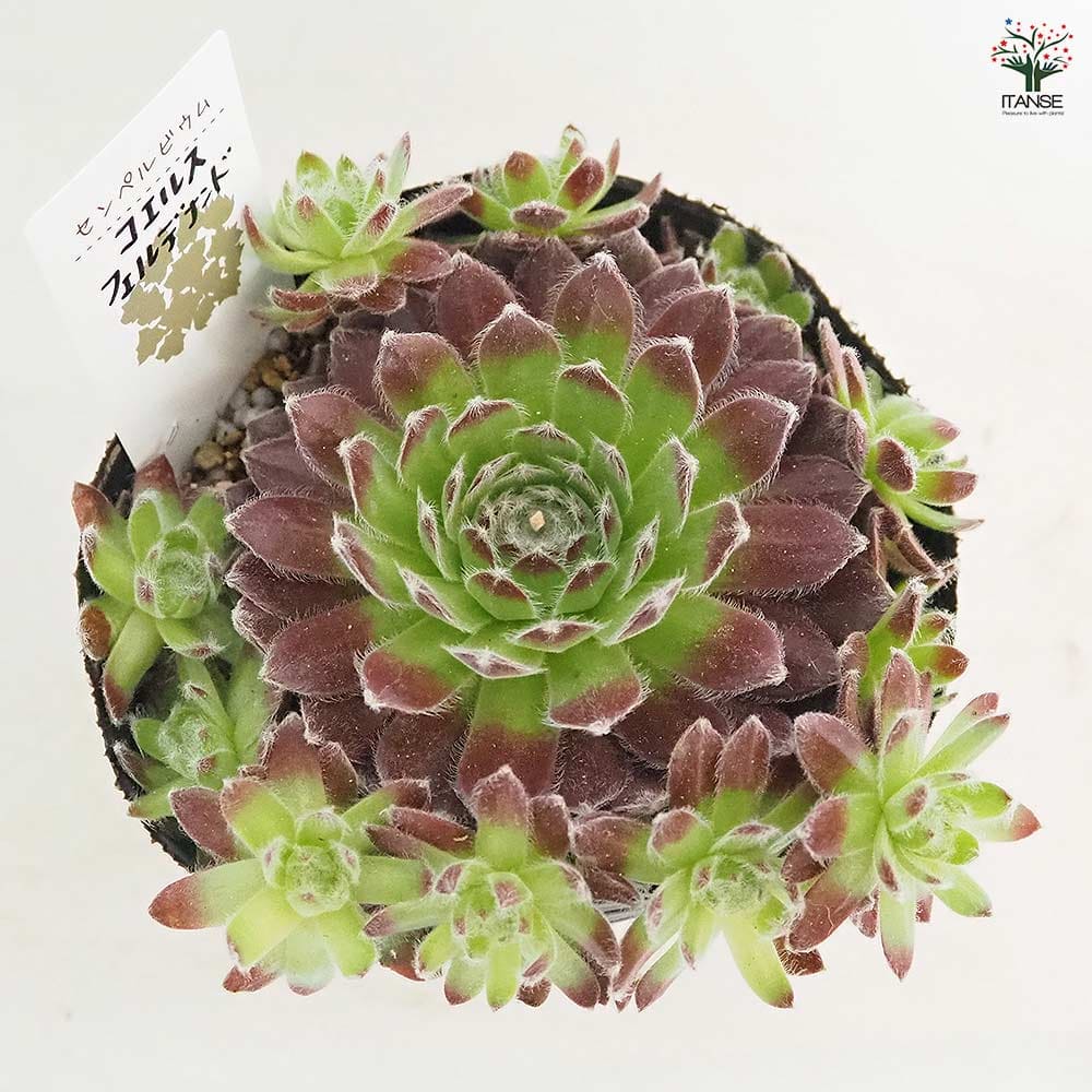 センペルビウム コエルスフェルディナンド 【多肉植物 4号／1個売り