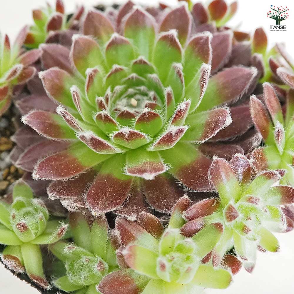 センペルビウム コエルスフェルディナンド 【多肉植物 4号／1個売り