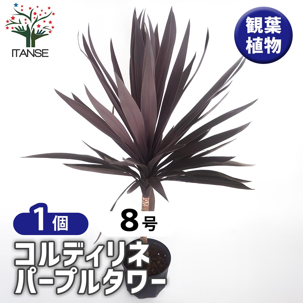 コルディリネ パープルタワー 【観葉植物 8号／1個売り】