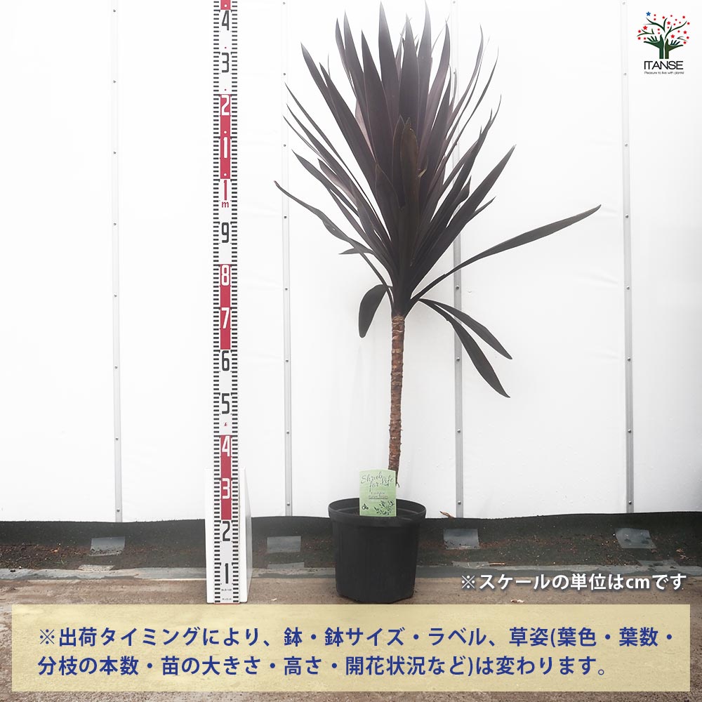 コルディリネ パープルタワー 【観葉植物 8号／1個売り】
