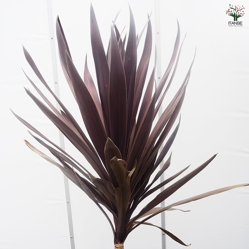 コルディリネ パープルタワー 【観葉植物 8号／1個売り】