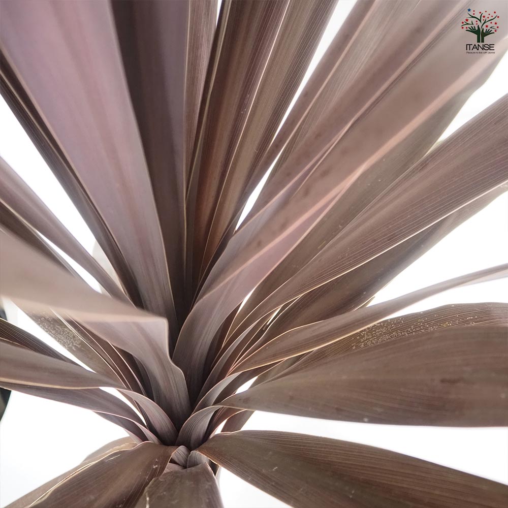 コルディリネ パープルタワー 【観葉植物 8号／1個売り】