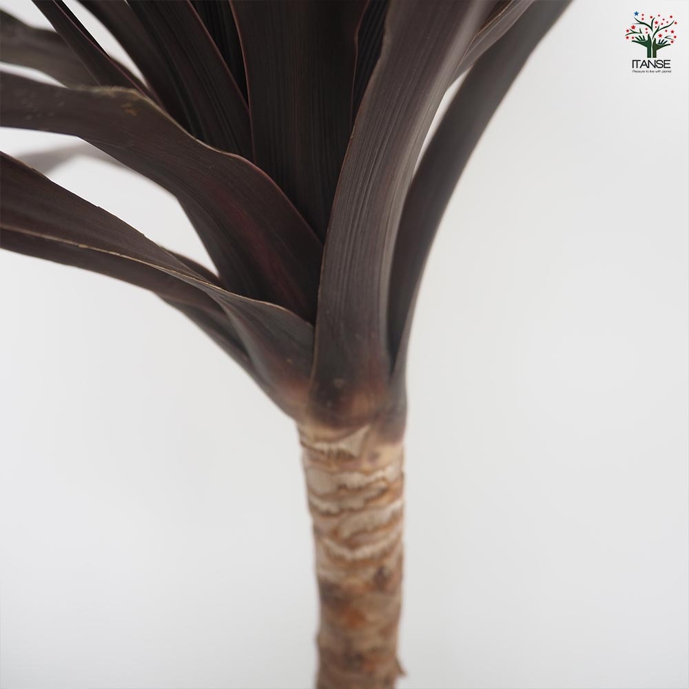 コルディリネ パープルタワー 【観葉植物 8号／1個売り】