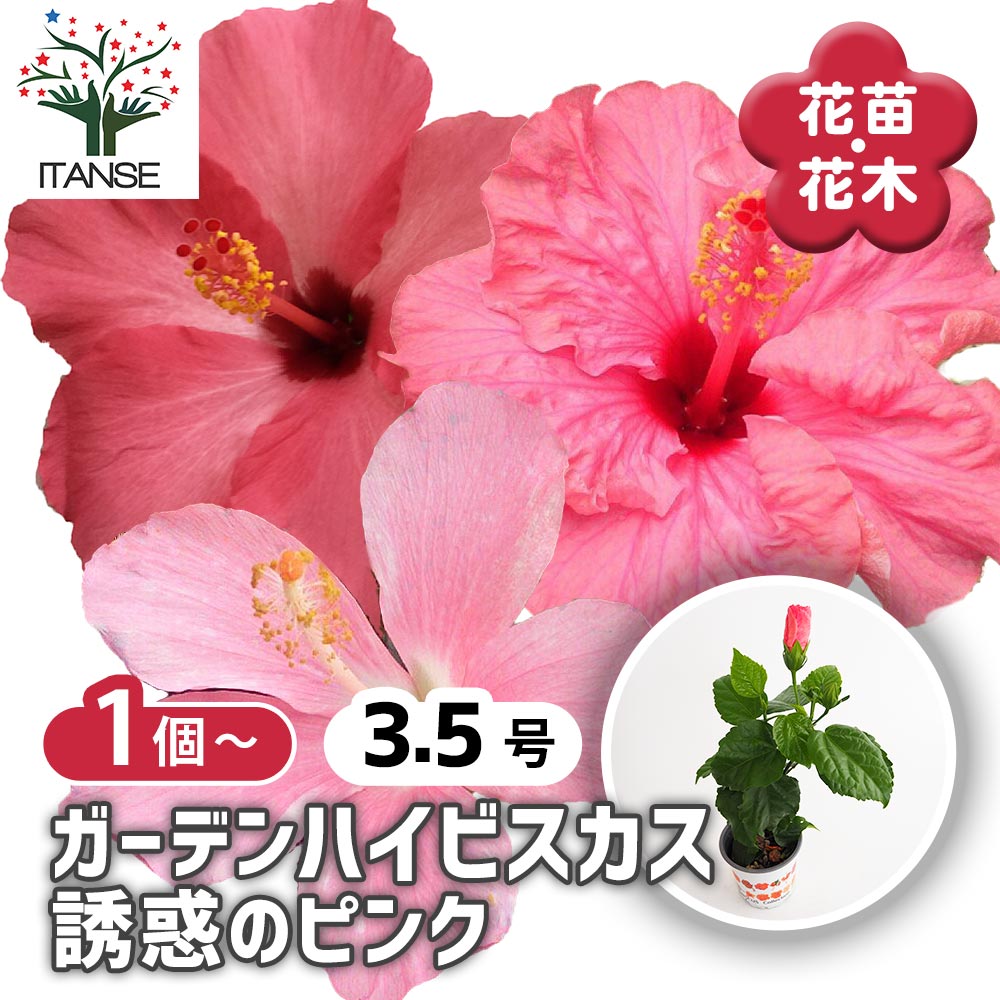 ガーデンハイビスカス 誘惑のピンク 【花木苗 3.5号】｜ 【植物の