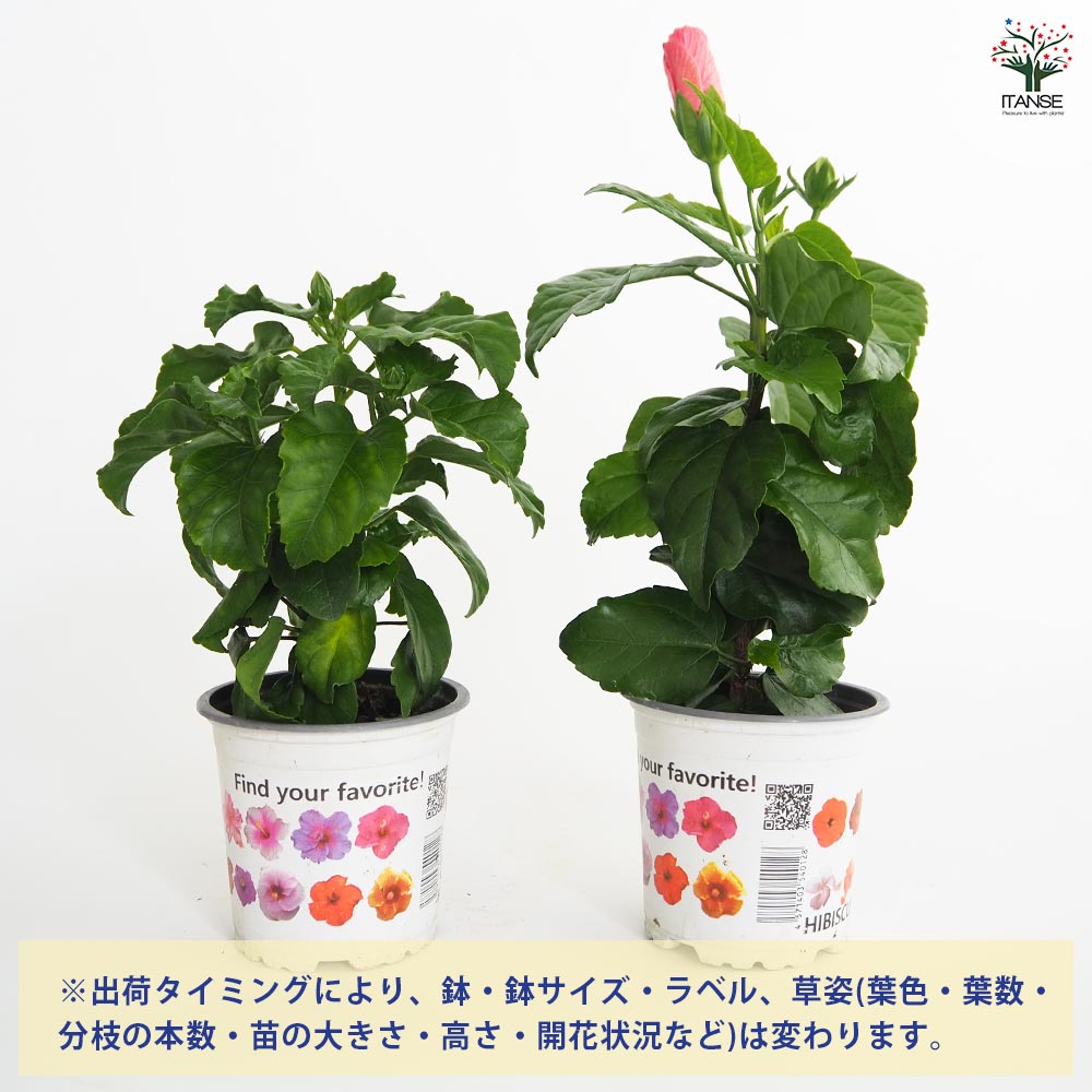 かこさま専用☆ハイビスカス　テンニンカ ガーデンハイビスカス 誘惑のピンク 【花木苗 3.5号】｜ 【植物の