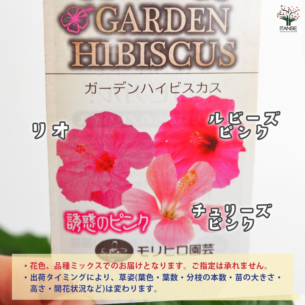 ガーデンハイビスカス 誘惑のピンク 【花木苗 3.5号】｜ 【植物の
