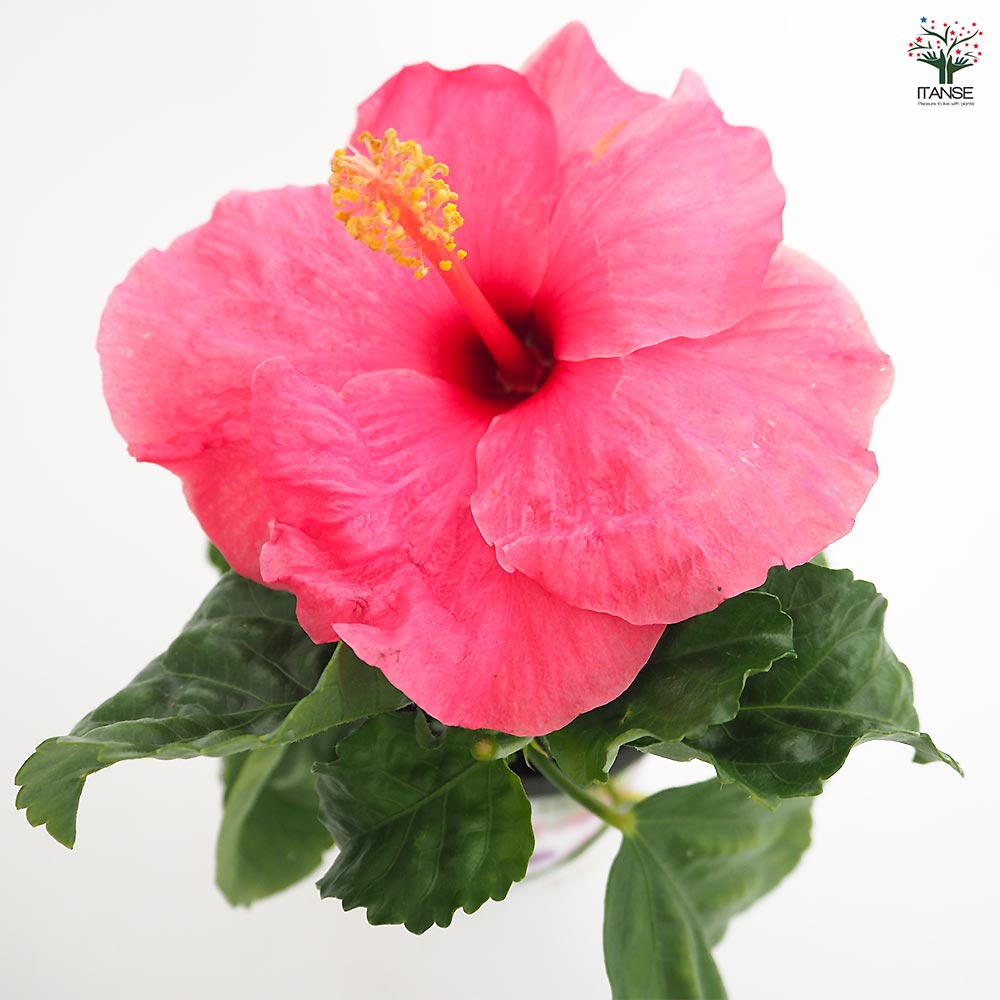 ガーデンハイビスカス 誘惑のピンク 【花木苗 3.5号】｜ 【植物の