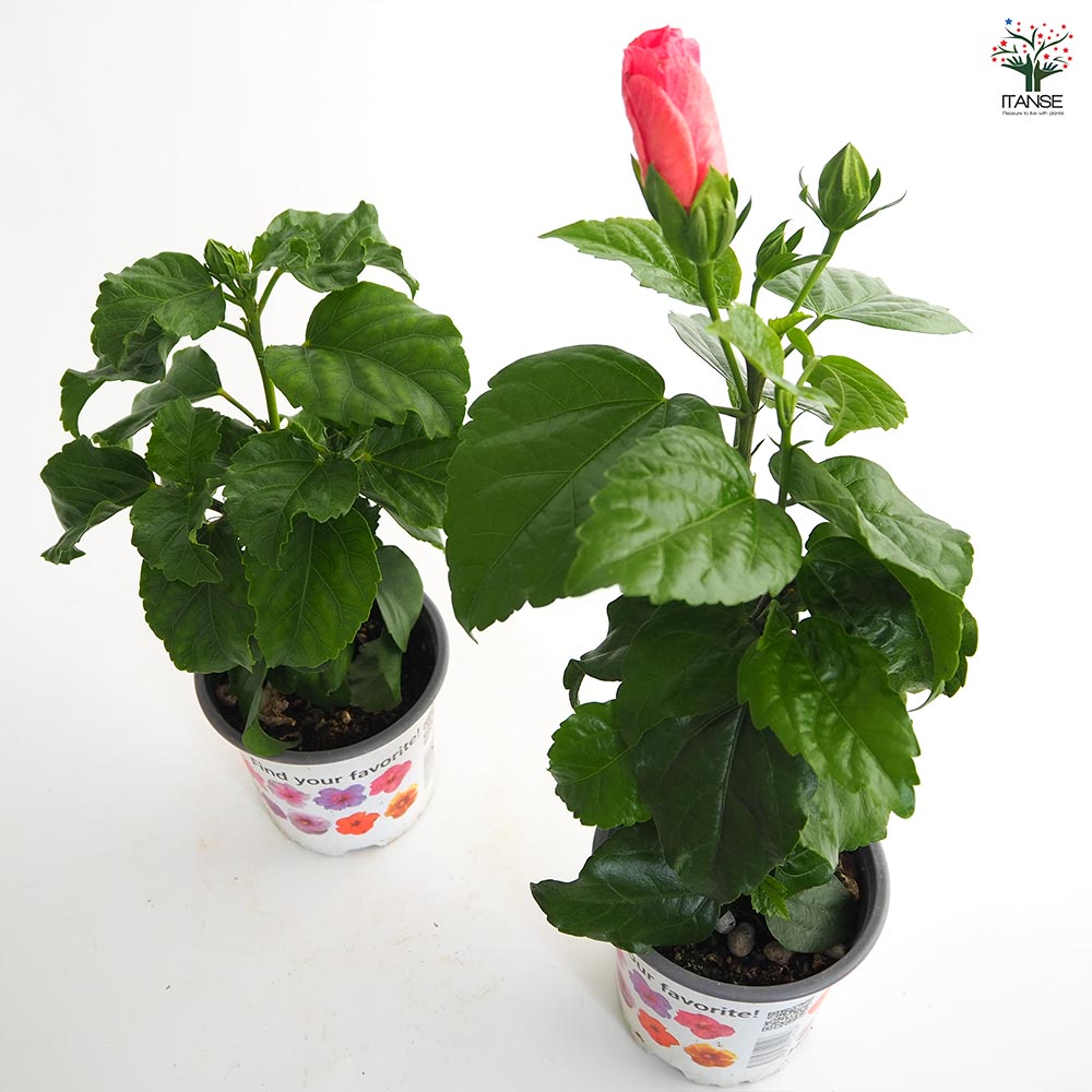 ガーデンハイビスカス 誘惑のピンク 【花木苗 3.5号】｜ 【植物の