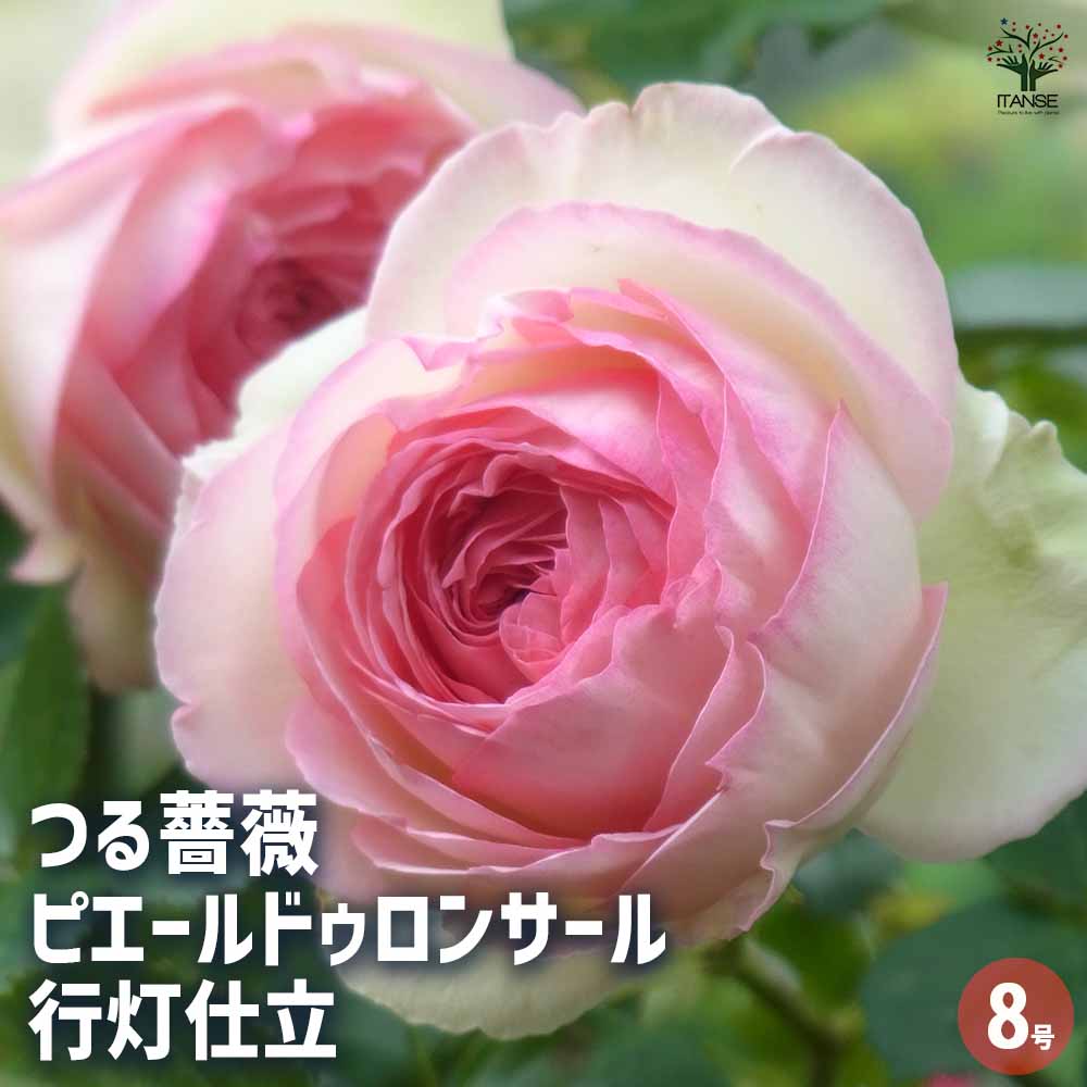 つる薔薇 ピエールドゥロンサール行灯仕立 【花木苗 8号／1個売り