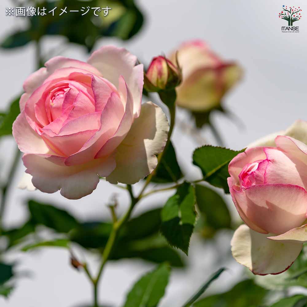 つる薔薇 ピエールドゥロンサール行灯仕立 【花木苗 8号／1個売り