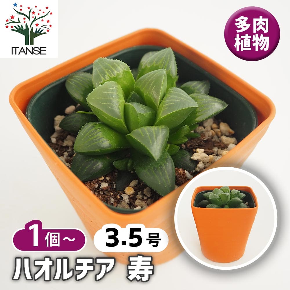38d ハオルチア　多肉植物　龍脈寿　自家繁殖 楽天市場】多肉植物：ハオルチア 王寿*幅9cm : 遊恵盆栽 楽天