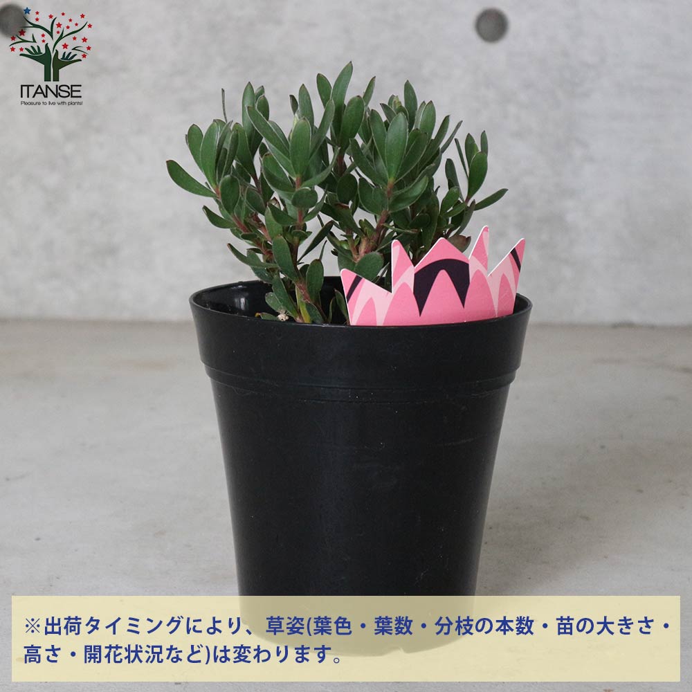 リューカデンドロン・ハーベスト【庭木 5号鉢／1個売り】｜ 【植物の