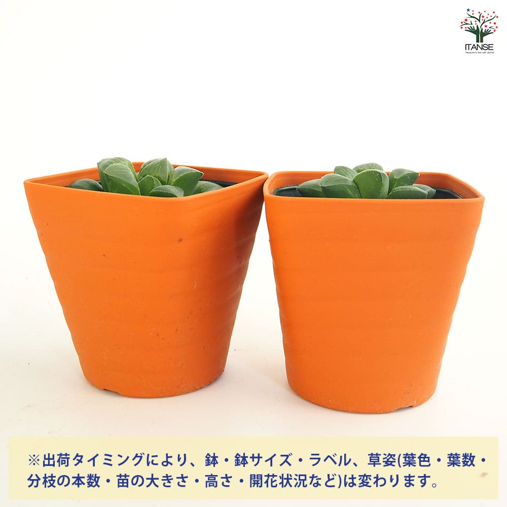 38d ハオルチア　多肉植物　龍脈寿　自家繁殖 38d ハオルチア 多肉植物 龍脈寿 自家繁殖