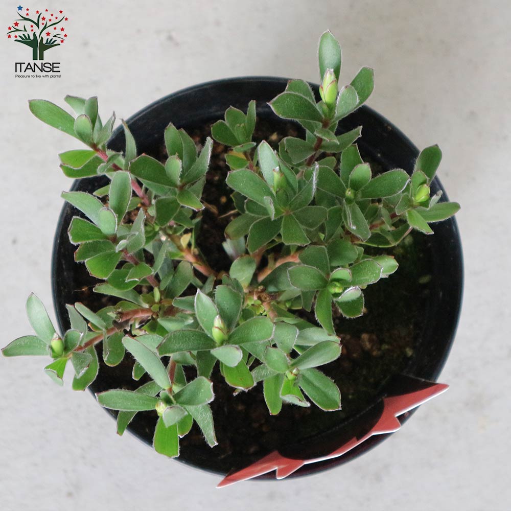 リューカデンドロン・ハーベスト【庭木 5号鉢／1個売り】｜ 【植物の