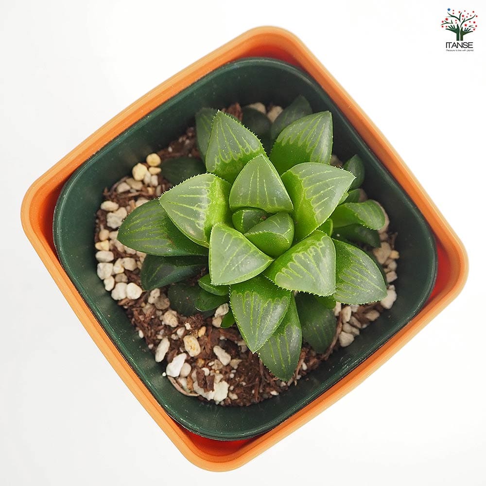 38d ハオルチア　多肉植物　龍脈寿　自家繁殖 ハオルチア 寿 【多肉植物 3.5号】｜ 【植物のITANSE