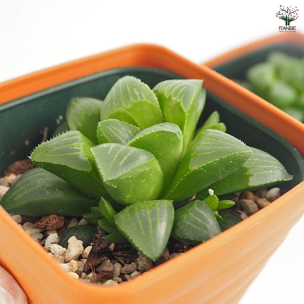 38d ハオルチア　多肉植物　龍脈寿　自家繁殖 ハオルチア 寿 【多肉植物 3.5号】｜ 【植物のITANSE