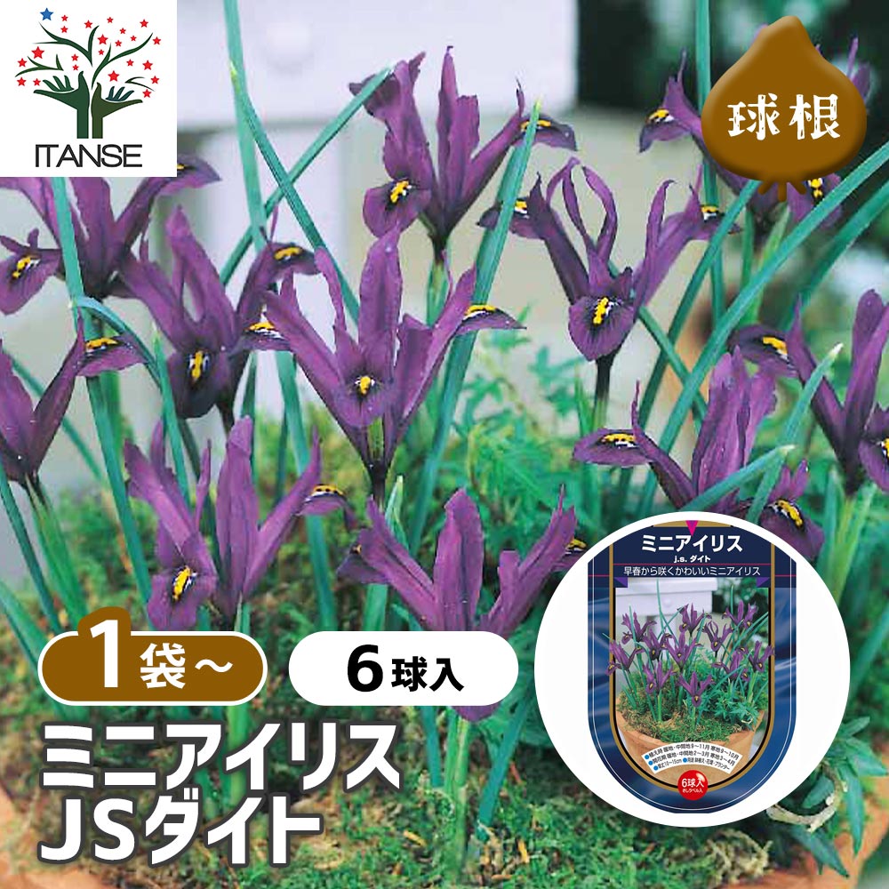 球根 ミニアイリス JSダイト 【花球根 6球】｜ 【植物のITANSE