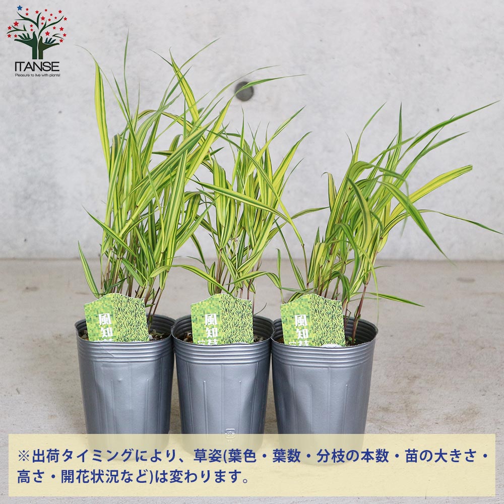 風知草(フウチソウ) 斑入葉【花苗 9cmポット カラーリーフ／1個売り