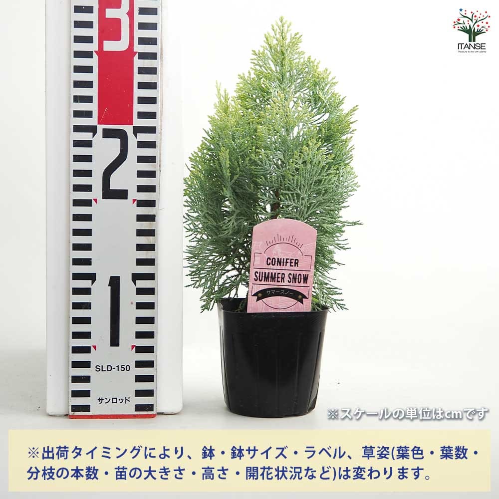 コニファー サマースノー 【庭木 3号】