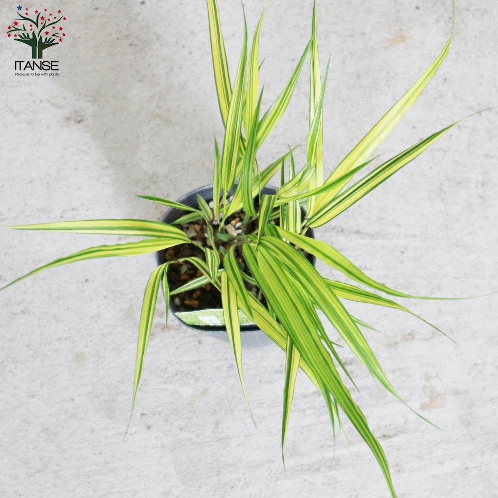 風知草(フウチソウ) 斑入葉【花苗 9cmポット カラーリーフ／1個売り