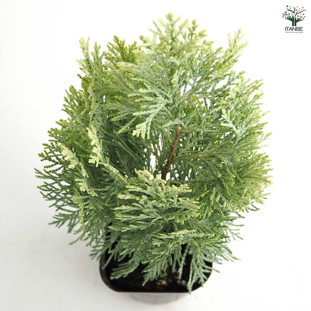 コニファー サマースノー 【庭木 3号】