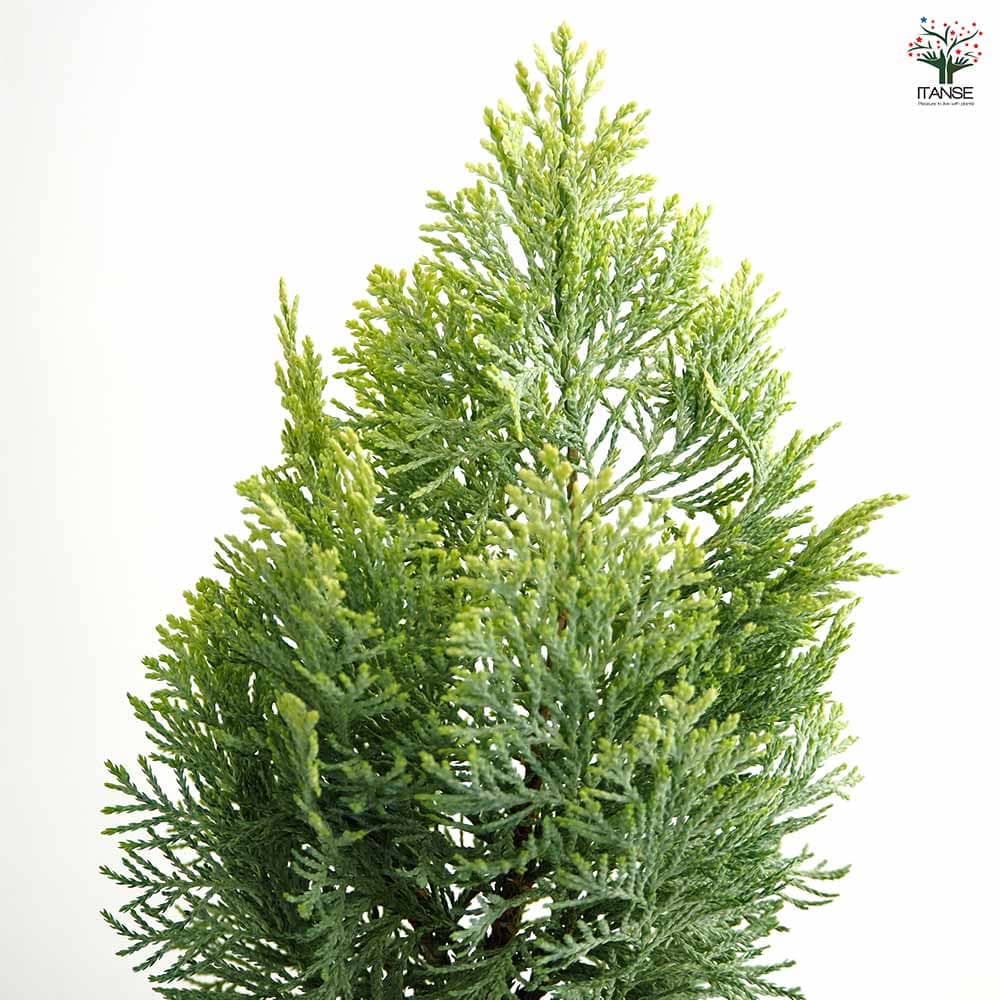 現品　ネズ　ネズミサシ　コニファー　特大苗　4mほど　山採り コニファー サマースノー 【庭木 3号】｜ 【植物のITANSE】全品