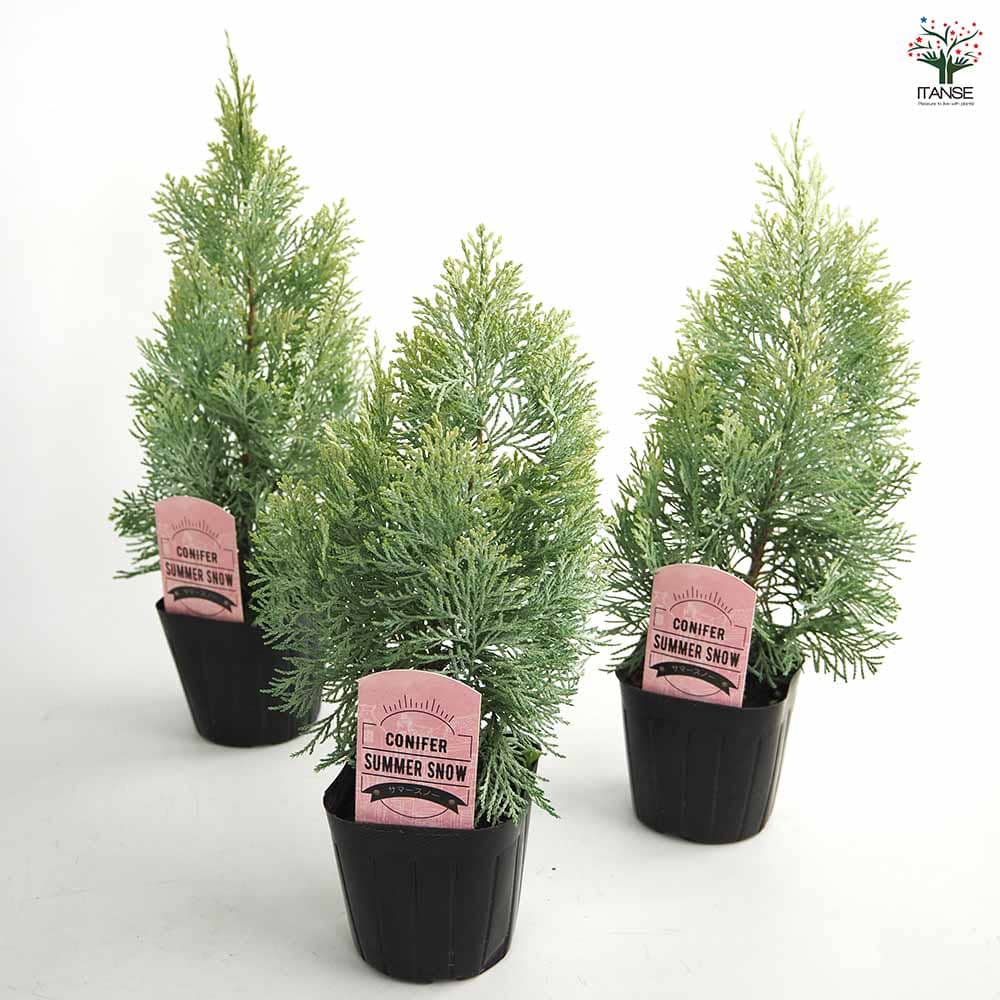 コニファー サマースノー 【庭木 3号】