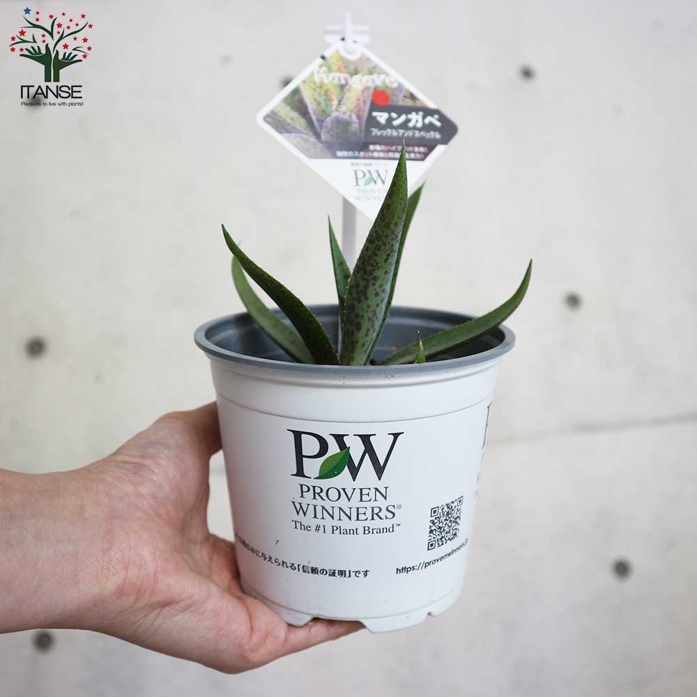 マンガベ フレックルアンドスペックル【多肉植物10.5cmポット苗