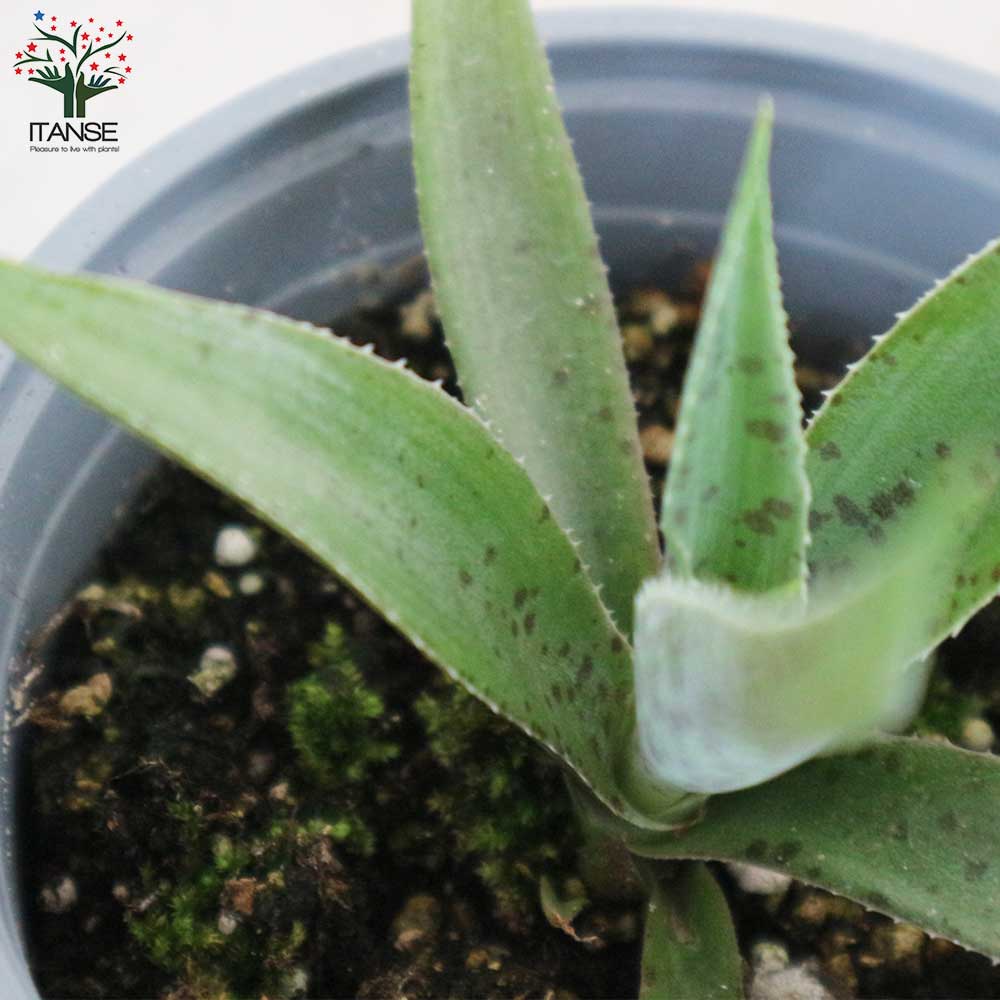 マンガベ フレックルアンドスペックル【多肉植物10.5cmポット苗／1個